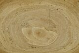 Polished Devonian Domal Stromatolite Slab - Russia #365090-1